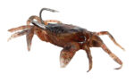 Τεχνητό δόλωμα καβούρι FISH-0033, με αγκίστρι, 8cm - 5210131047347